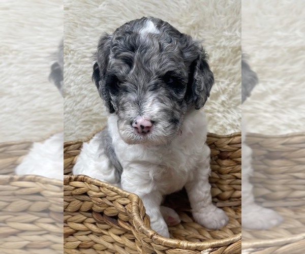 Medium Photo #18 Double Doodle Puppy For Sale in PIERSON, FL, USA