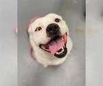 Small Bullboxer Pit