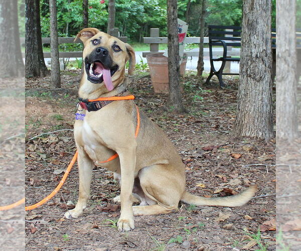 Medium Photo #5 Shepradors Puppy For Sale in McCormick, SC, USA