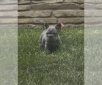 Small #16 French Bulldog