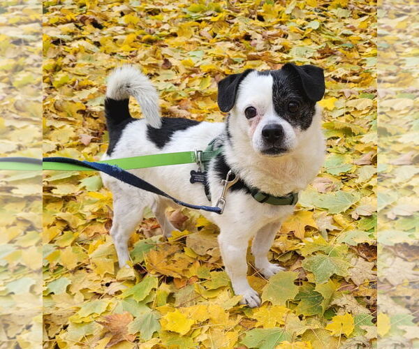 Medium Photo #1 Chug Puppy For Sale in Princeton, MN, USA