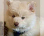 Small Photo #4 Pomsky Puppy For Sale in RAMSEY, MN, USA