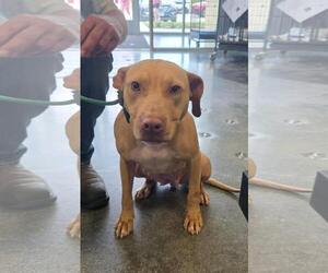 Odessa-$75 Adoption Fee! Diamond Dog! - Female Mutt Dog for Adoption - Photo #4
