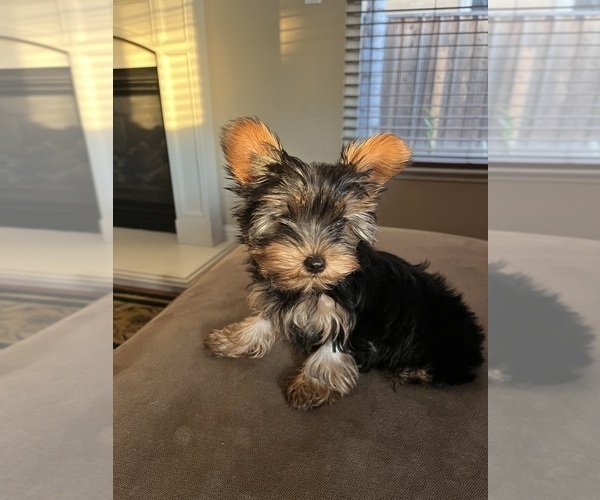 Medium Photo #2 Yorkshire Terrier Puppy For Sale in MANTECA, CA, USA