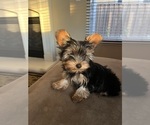 Small Photo #2 Yorkshire Terrier Puppy For Sale in MANTECA, CA, USA