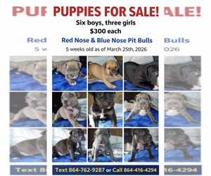 American Pit Bull Terrier Litter for sale in SPTBG, SC, USA