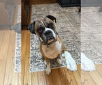 Small #2 Boxer