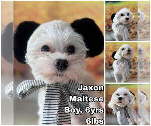 Maltese Dogs for adoption in Seattle, WA, USA