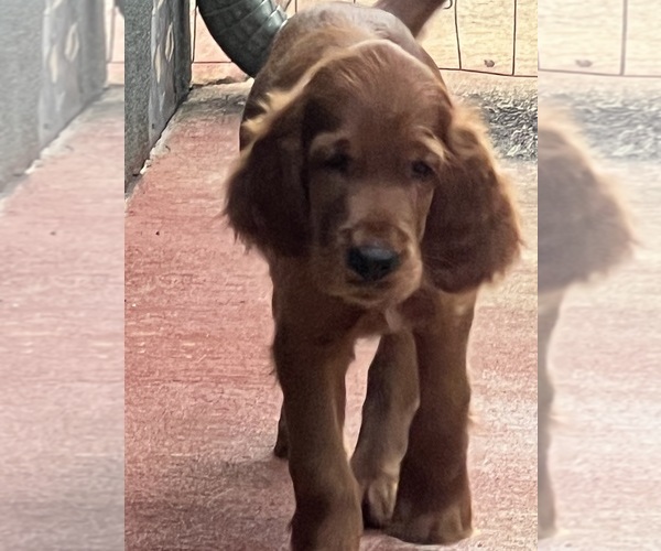 Medium Photo #8 Irish Setter Puppy For Sale in KALAHEO, HI, USA