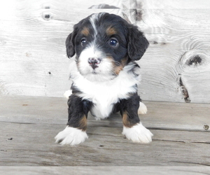 Miniature Bernedoodle Puppy for sale in MILLERSBURG, OH, USA