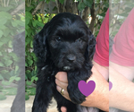 Small Photo #11 Goldendoodle Puppy For Sale in BURLEY, ID, USA