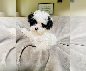 Maltipoo Puppy for sale in COOKEVILLE, TN, USA