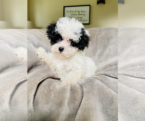 Medium Maltipoo