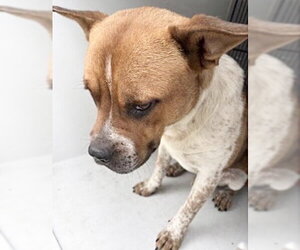 Boxer-Unknown Mix Dogs for adoption in Houston, TX, USA