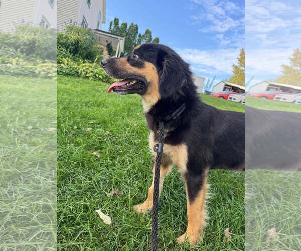 Medium Photo #2 Australian Shepherd-Unknown Mix Puppy For Sale in Mechanicsburg, PA, USA