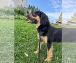 Small #1 Australian Shepherd Mix