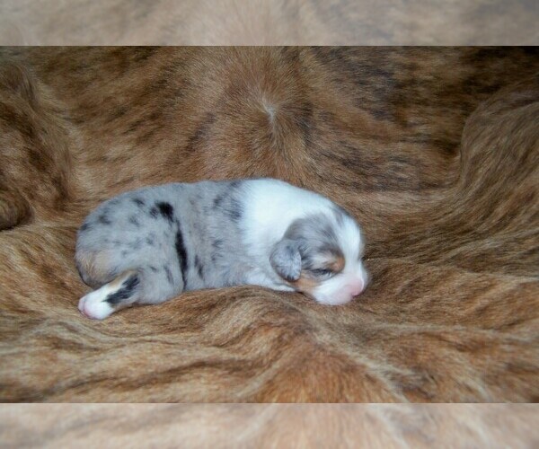 Medium Photo #6 Australian Shepherd Puppy For Sale in PROVIDENCE FORGE, VA, USA