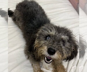 Shih Tzu-Unknown Mix Dogs for adoption in Wetumpka, AL, USA