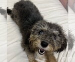Small Shih Tzu Mix