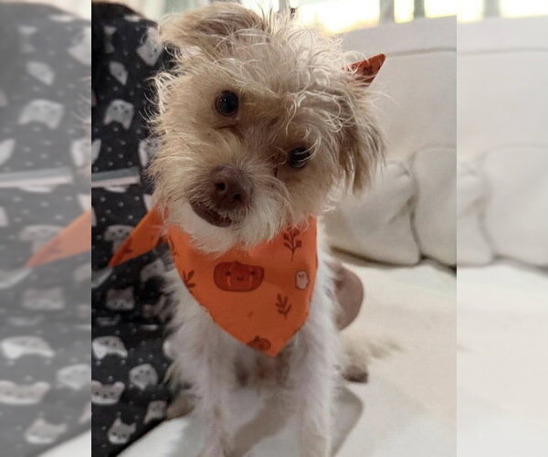 Medium Photo #2 Mutt Puppy For Sale in Corona, CA, USA