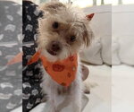 Small Photo #2 Mutt Puppy For Sale in Corona, CA, USA