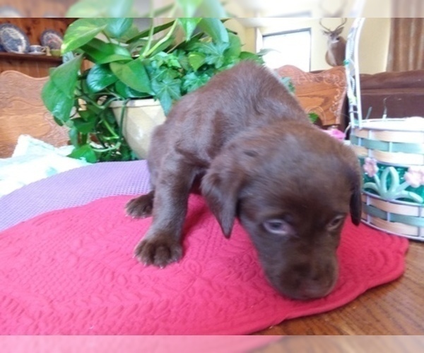 Medium Photo #4 Labrador Retriever Puppy For Sale in REED CITY, MI, USA