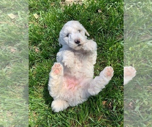 Poodle (Standard) Puppy for sale in SOMERSET, KY, USA