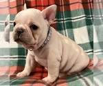 Small Photo #10 French Bulldog Puppy For Sale in BOLIVAR, MO, USA