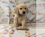 Small #1 Golden Labrador
