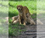 Small Photo #11 Golden Retriever Puppy For Sale in PLANT CITY, FL, USA