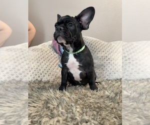 Medium French Bulldog