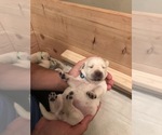Small Photo #35 Labrador Retriever Puppy For Sale in ESCONDIDO, CA, USA