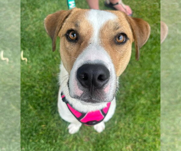 Medium Photo #2 American Pit Bull Terrier-Unknown Mix Puppy For Sale in Germantown, OH, USA