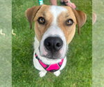 Small #1 American Pit Bull Terrier Mix
