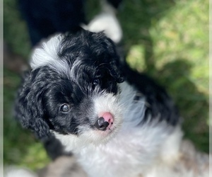 Aussiedoodle Miniature Puppy for sale in TROY, MO, USA