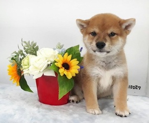 Shiba Inu Puppy for sale in CHICAGO, IL, USA