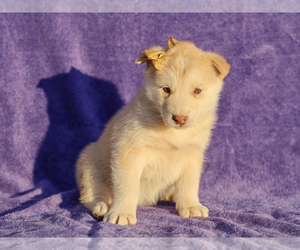 Alaskan Malamute Puppy for sale in LIBERTY, KY, USA