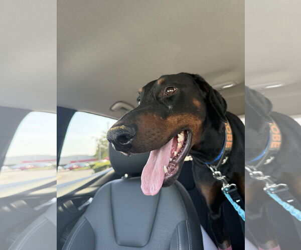 Medium Photo #13 Doberman Pinscher Puppy For Sale in Buffalo, MN, USA