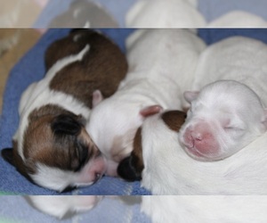 Cavaton Puppy for sale in ZEELAND, MI, USA