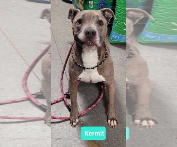 Medium Photo #2 American Pit Bull Terrier Puppy For Sale in Richmond, IN, USA