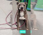 Small #1 American Pit Bull Terrier