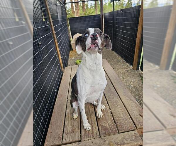 Medium Photo #1 Catahoula Leopard Dog-Unknown Mix Puppy For Sale in Frisco, CO, USA