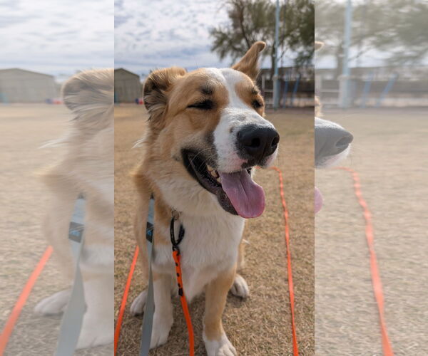 Medium Photo #3  Puppy For Sale in , 