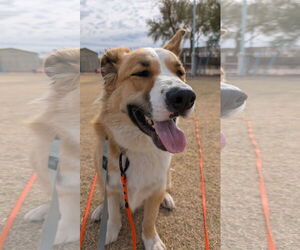 American Staffordshire Terrier-Siberian Husky Mix Dogs for adoption in Phoenix, AZ, USA