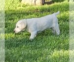Puppy Green Labrador Retriever