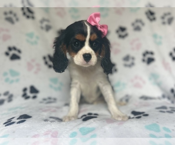 Medium Photo #5 Cavalier King Charles Spaniel Puppy For Sale in LAKELAND, FL, USA