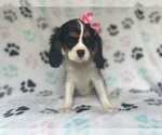 Small #4 Cavalier King Charles Spaniel