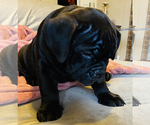Small Photo #11 American Bully Puppy For Sale in MIDDLETOWN, OH, USA