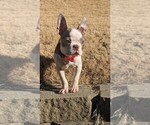 Small Photo #2 Boston Terrier Puppy For Sale in DULUTH, GA, USA