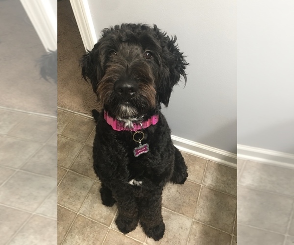 Medium Photo #1 Goldendoodle Puppy For Sale in SNEADS FERRY, NC, USA